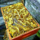 بالصور : اكتشاف أنهار من العسل في جبل باليمن